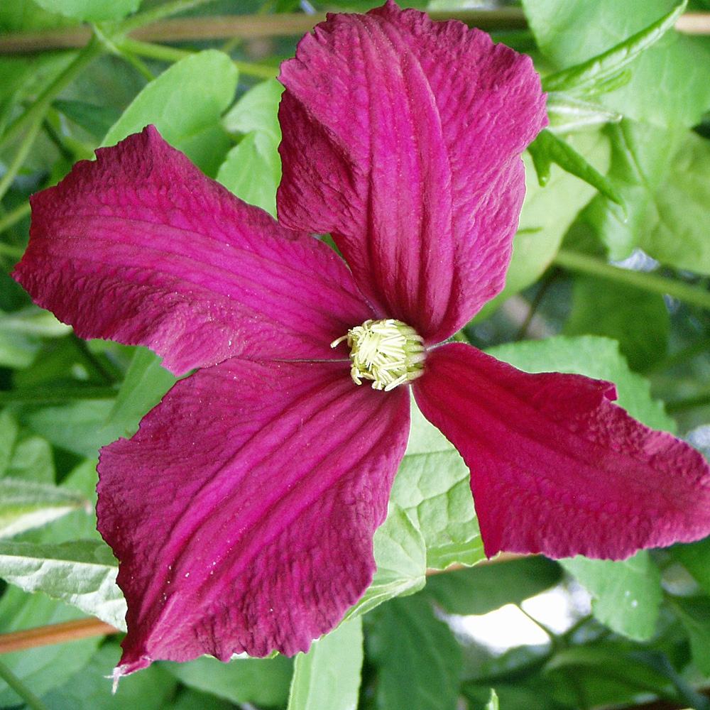 Clematis viticella Madame Julia Correvon