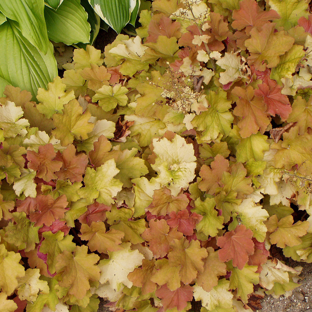 Purpurglöckchen Caramel, Heuchera, Blattschmuck