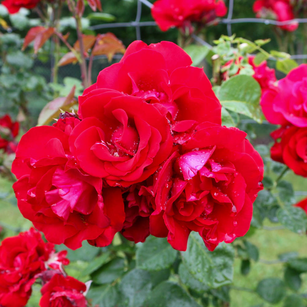 Kletterrose 'Santana' ®