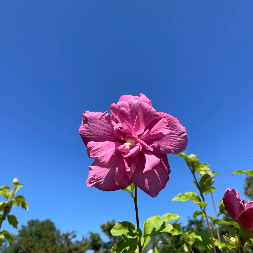 Hibiskus 'Magenta Chiffon'®