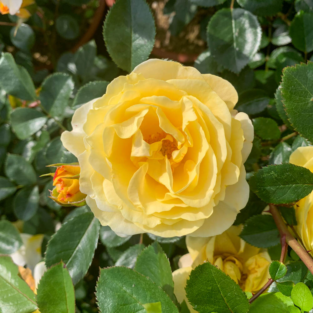 Bodendeckerrose 'Sonnenglanz'