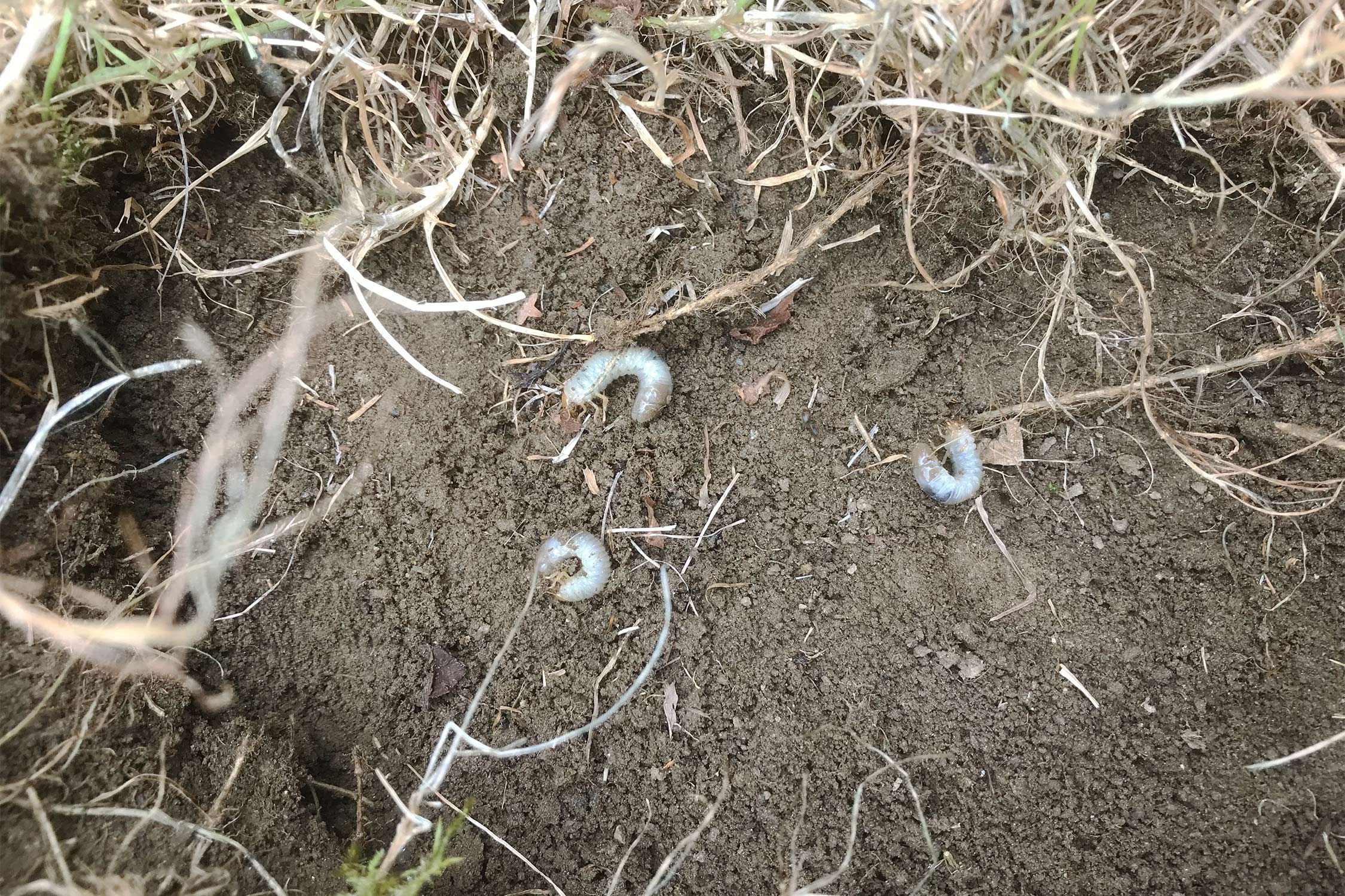 Gartenlaubkäfer bekämpfen