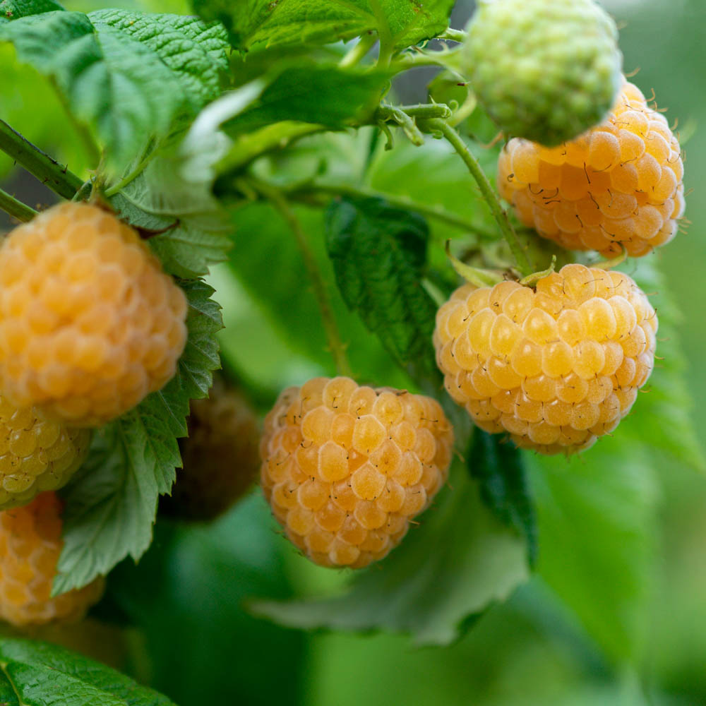 Zwerg Himbeere 'Lowberry' ® 'Goodasgold' ®