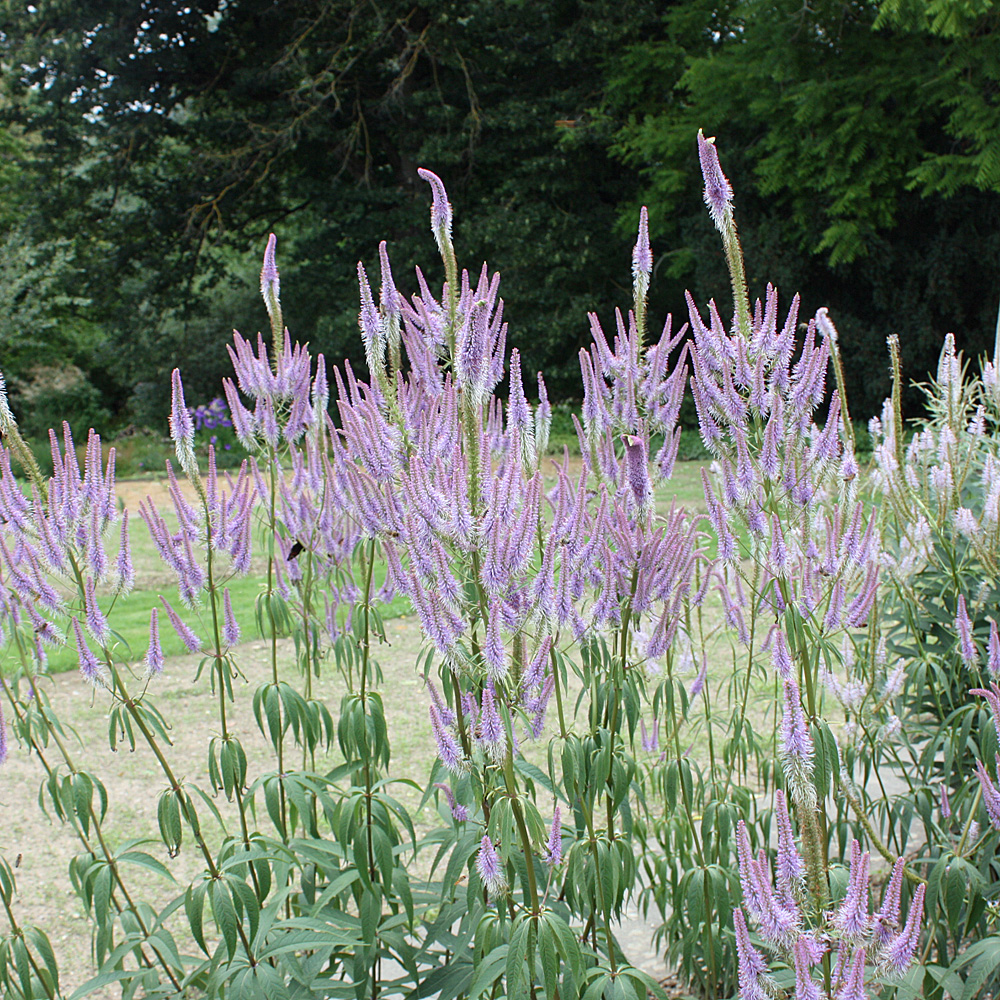 Ehrenpreis, Veronicastrum, Prachtstaude