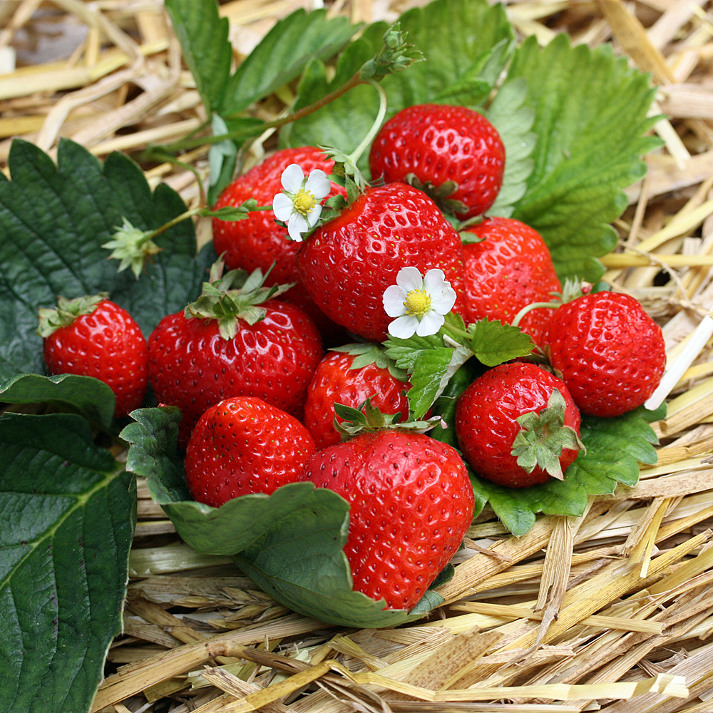 Erdbeere Senga Sengana, Früchte, Obst