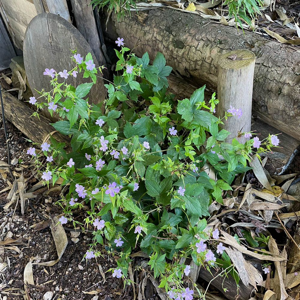 Knotiger Bergwald Storchschnabel