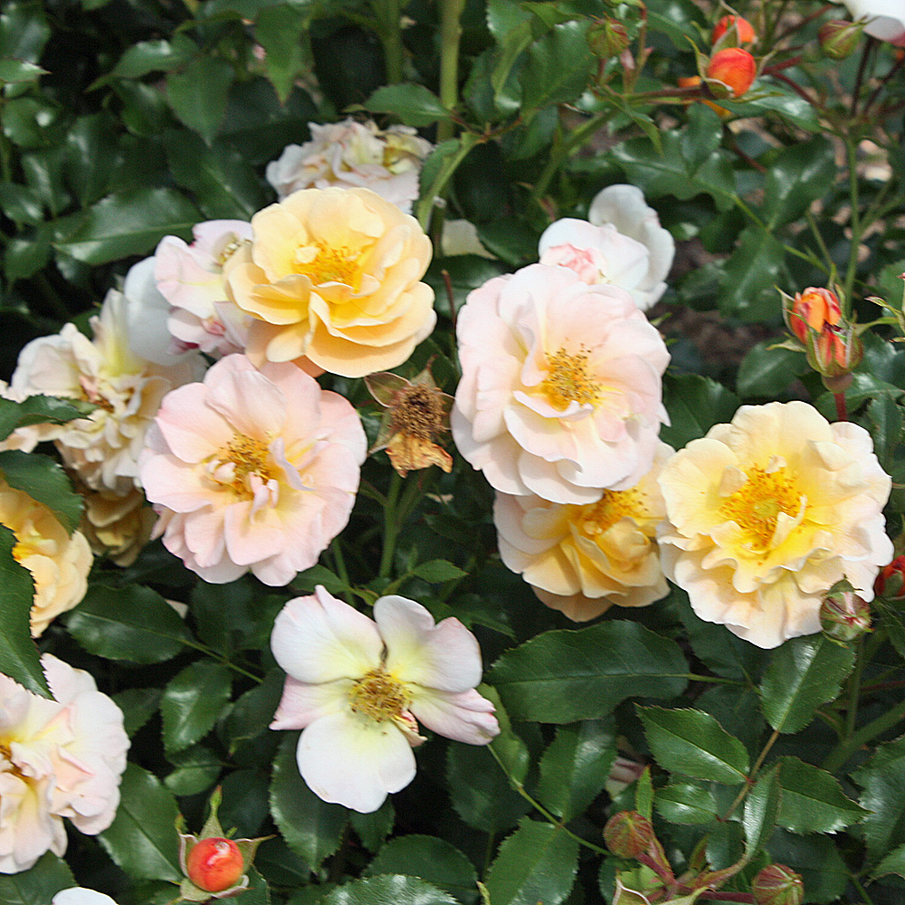 Bodendeckerrose Sedana, Rose, Rosa, Blütenpflanze