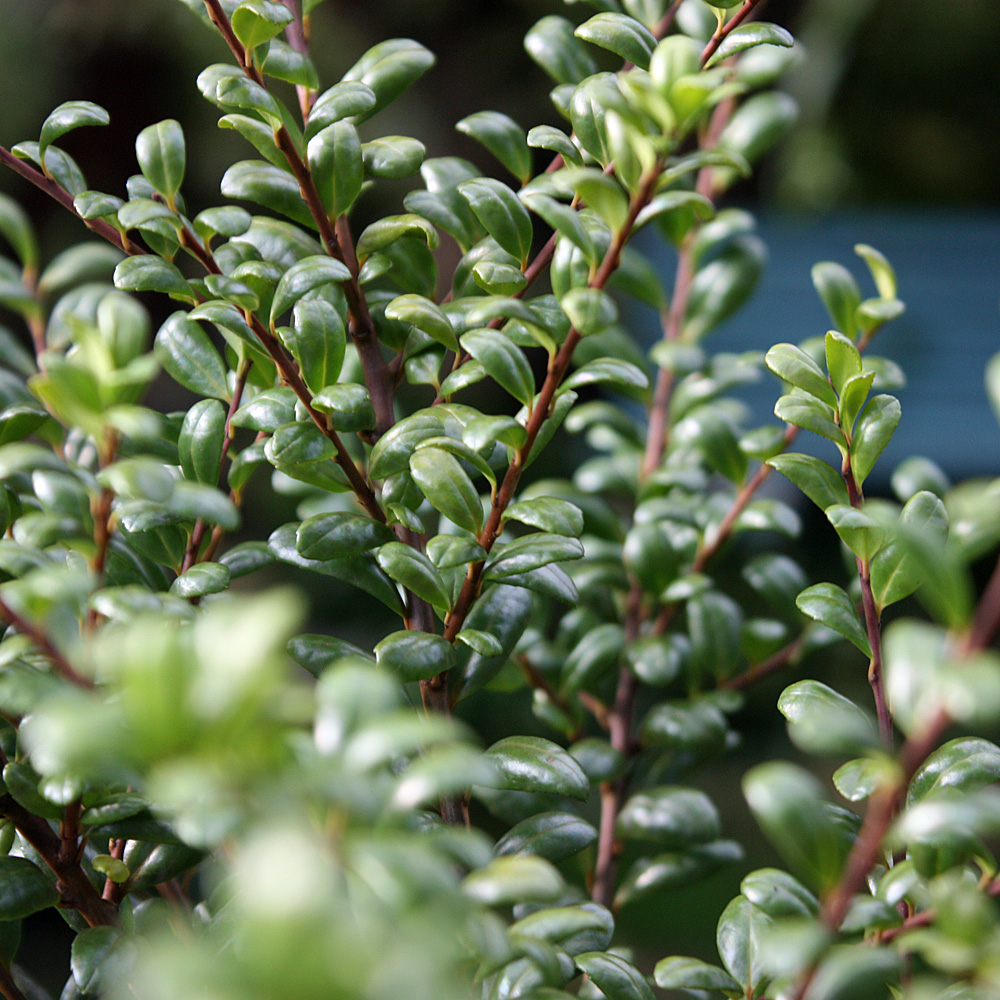 Löffel Ilex, immergrün, schnittgehölz