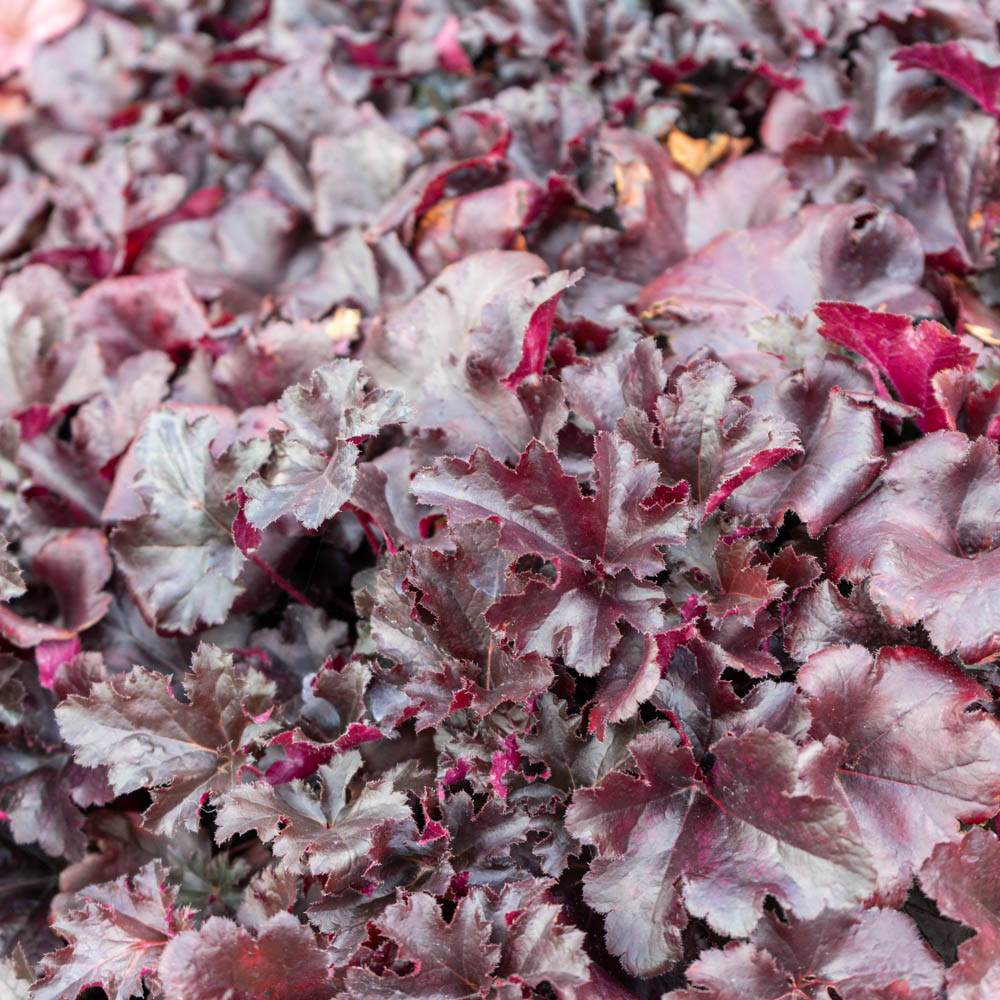 Purpurglöckchen 'Obsidian' ®