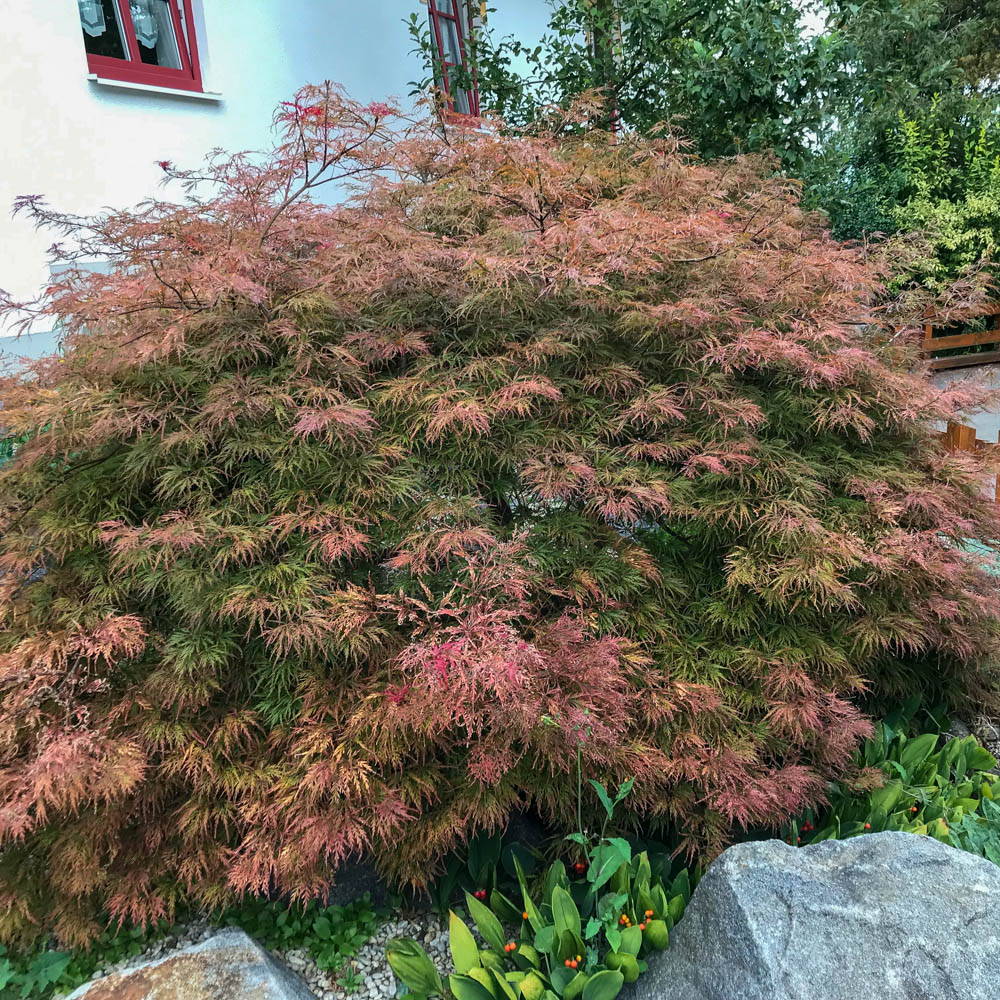 Roter Schlitzahorn