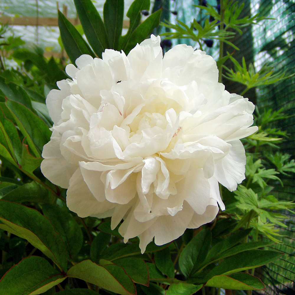 Pfingstrose Festiva Maxima, Paeonie, Prachtstaude