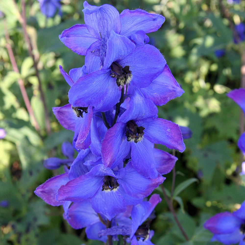 Rittersporn Waldenburg, Delphinium, Prachtstaude