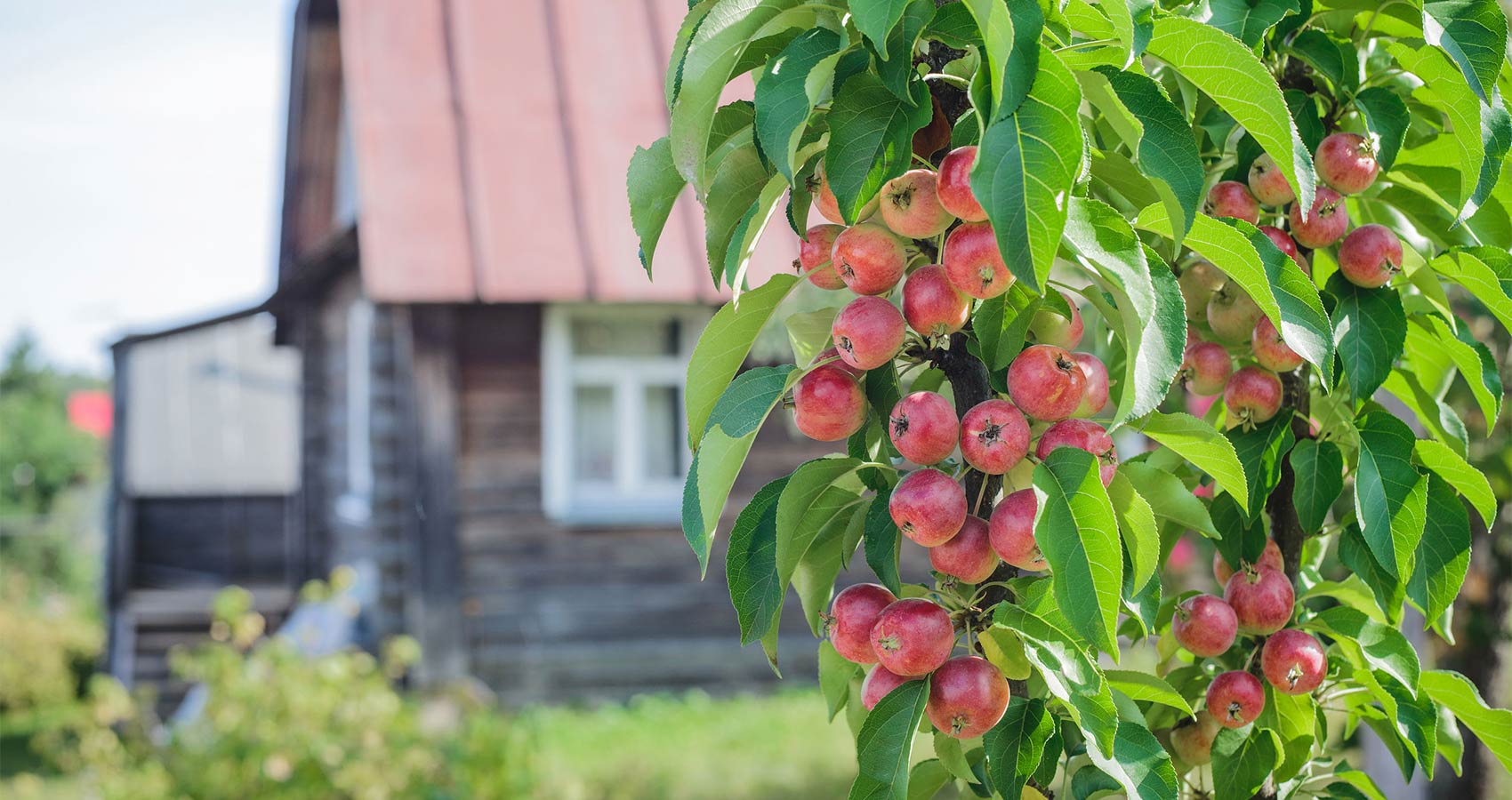 Obstgarten