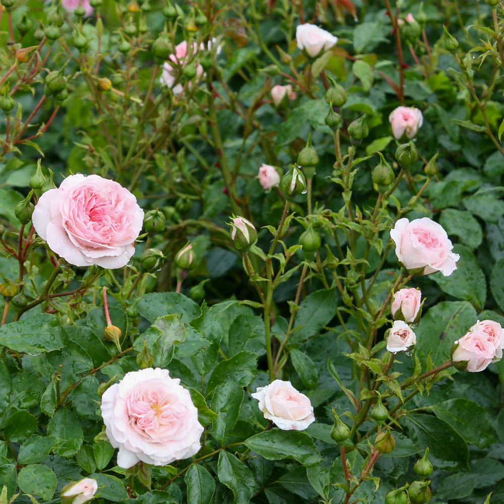 Bodendeckerrose 'Larissa' ®