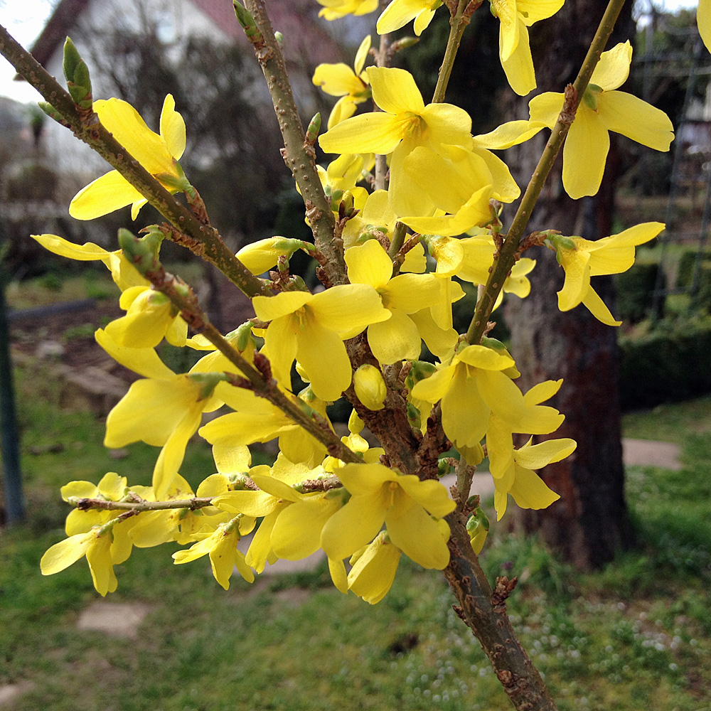 Forsythie 'Melee d Or'