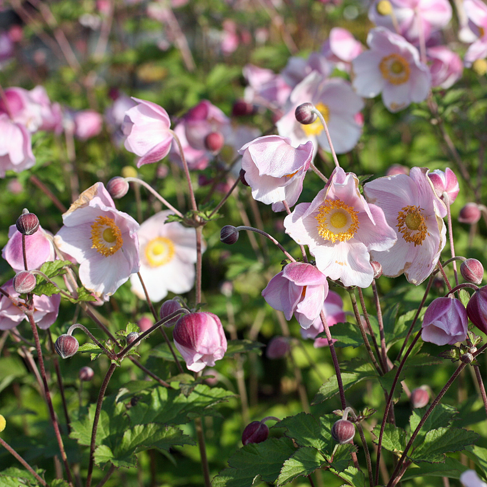 Anemone Ouvertüre, Herbstanemone, Herbstblüher