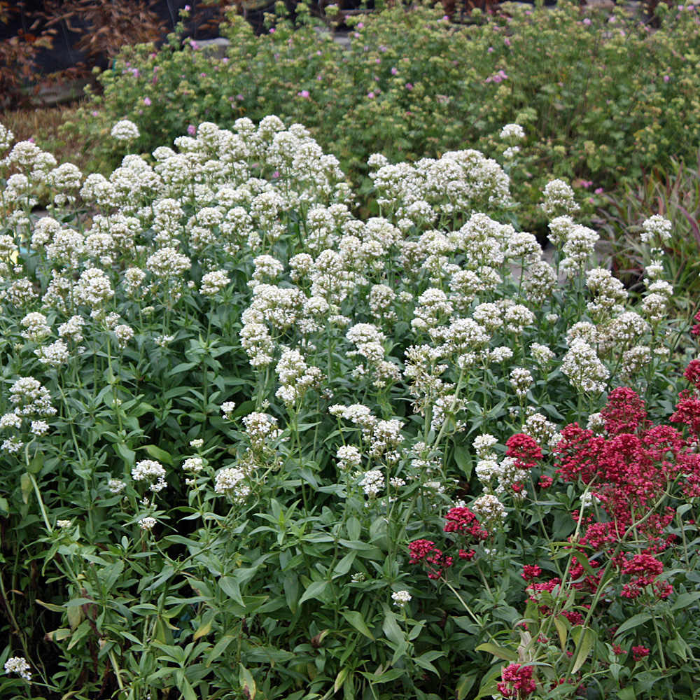 Spornblume Albus, Centranthus, Blütenstaude