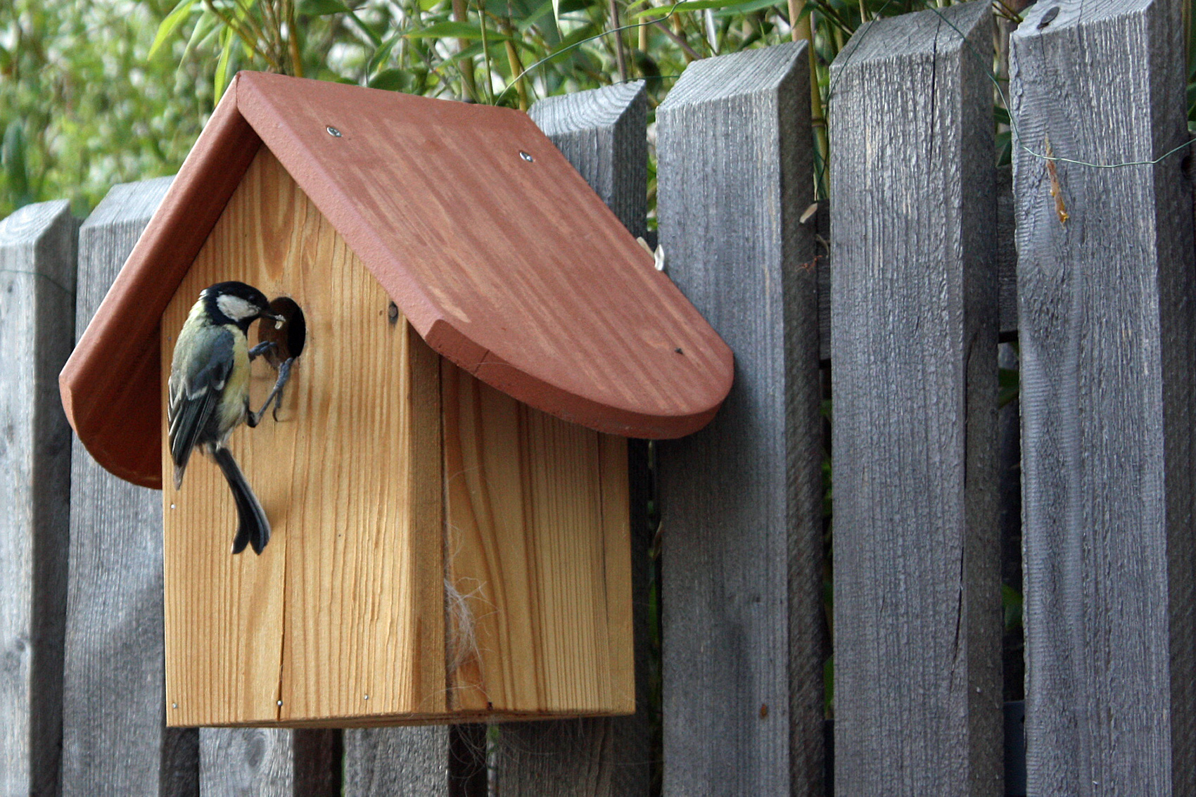Heimische Vogelwelt