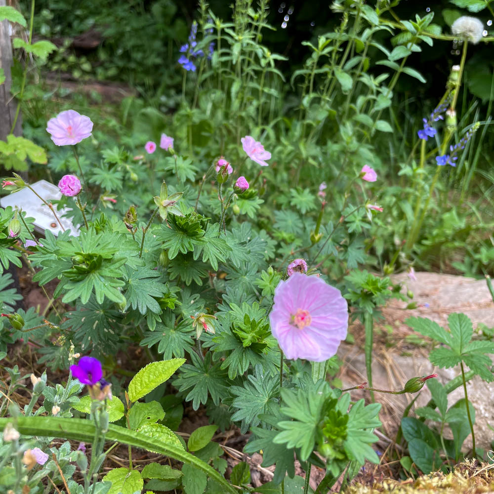 Blut Storchschnabel Apfelblüte, Bodedecker