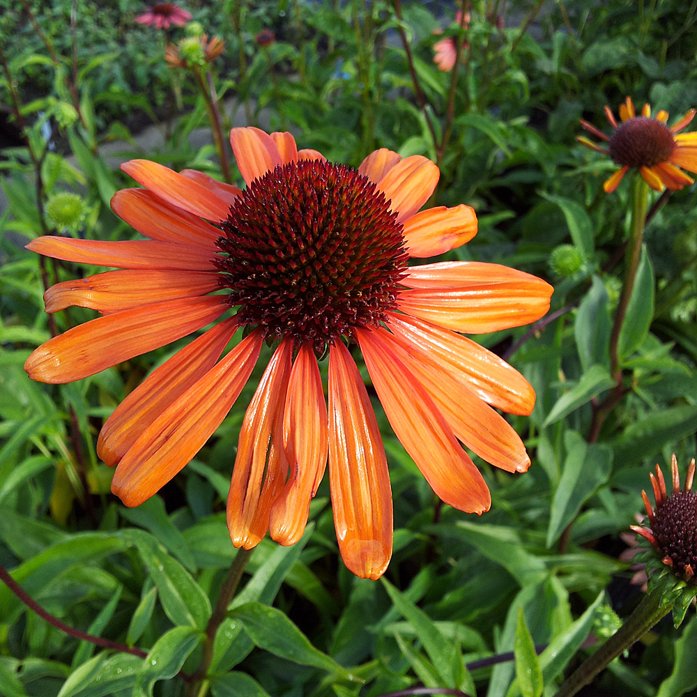 Sonnenhut Tiki Torch, Echinacea, Bienenweide