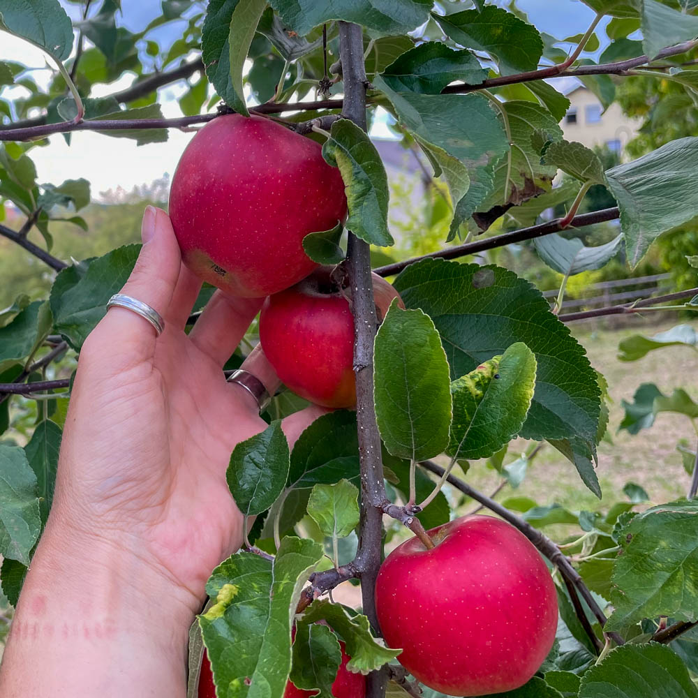 Apfel 'Gerlinde' ®