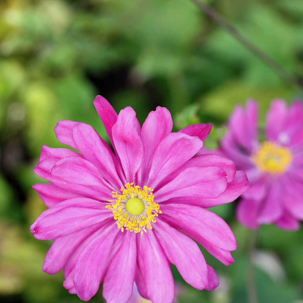 Herbstanemone Prinz Heinrich, Anemone, Herbstblüher