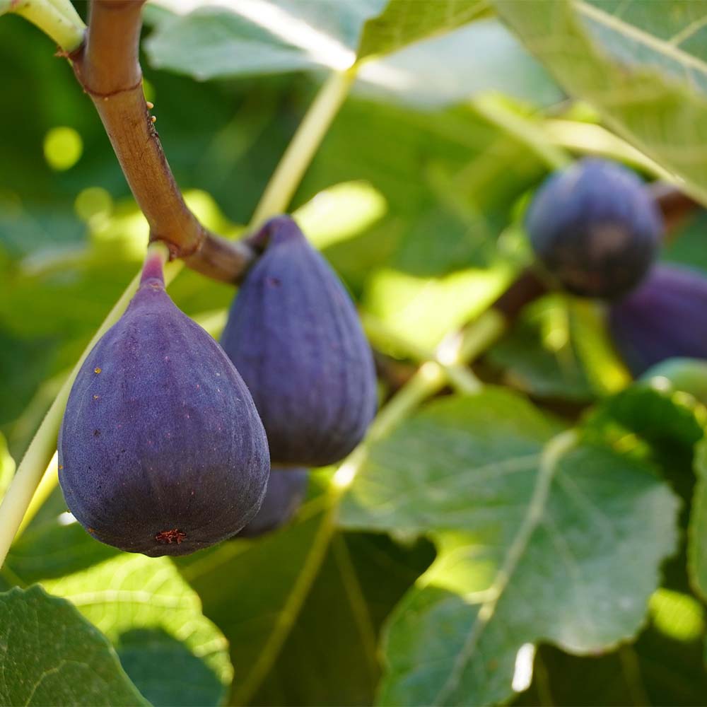 Feige 'Firoma'