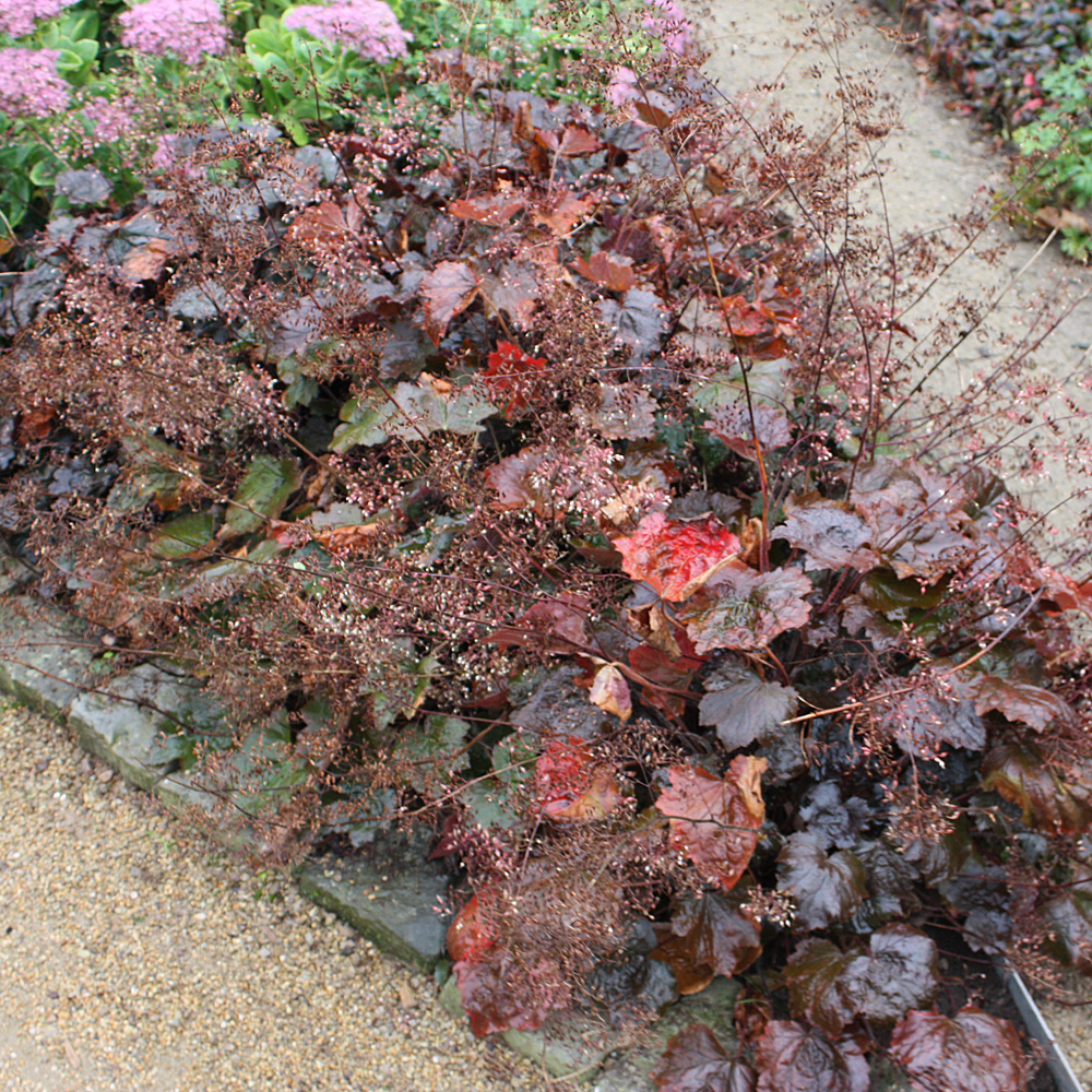 Purpurglöckchen Palace Purple, Heuchera, Blattschmuck