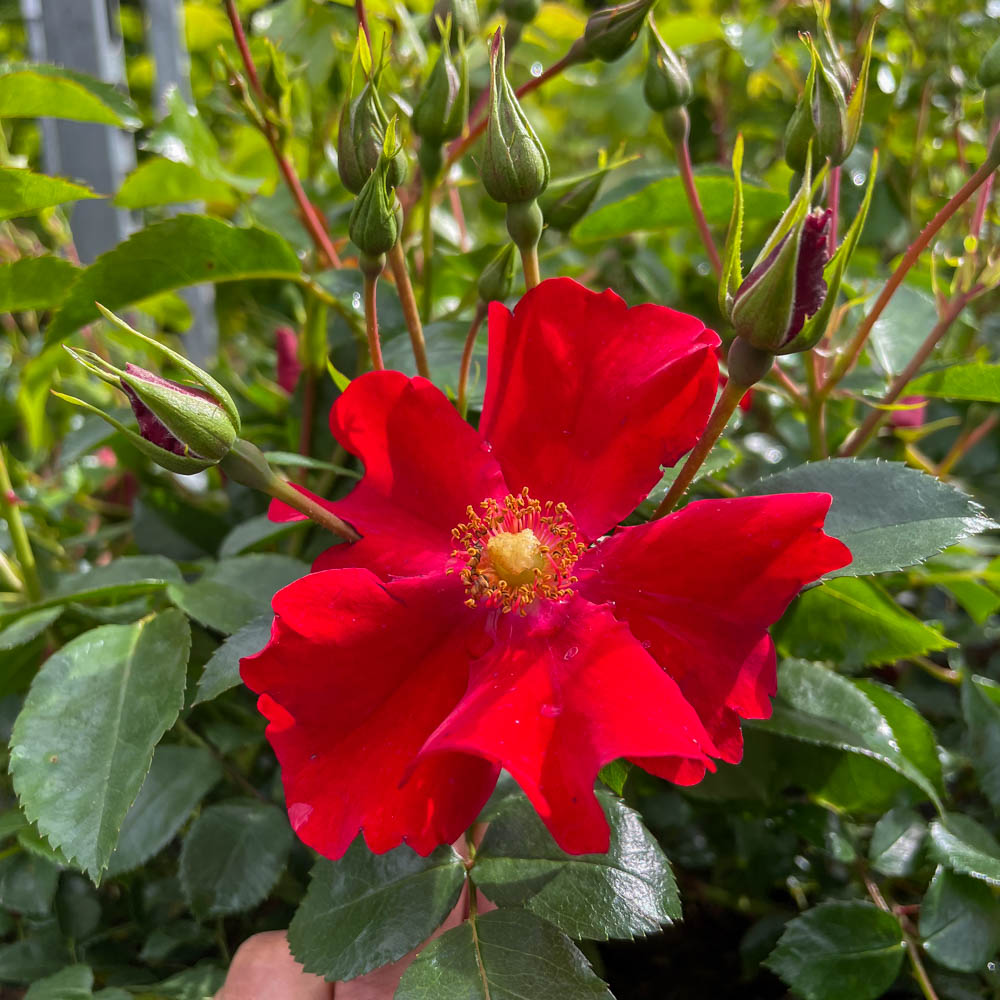 Bodendeckerrose 'Alexander von Humboldt'