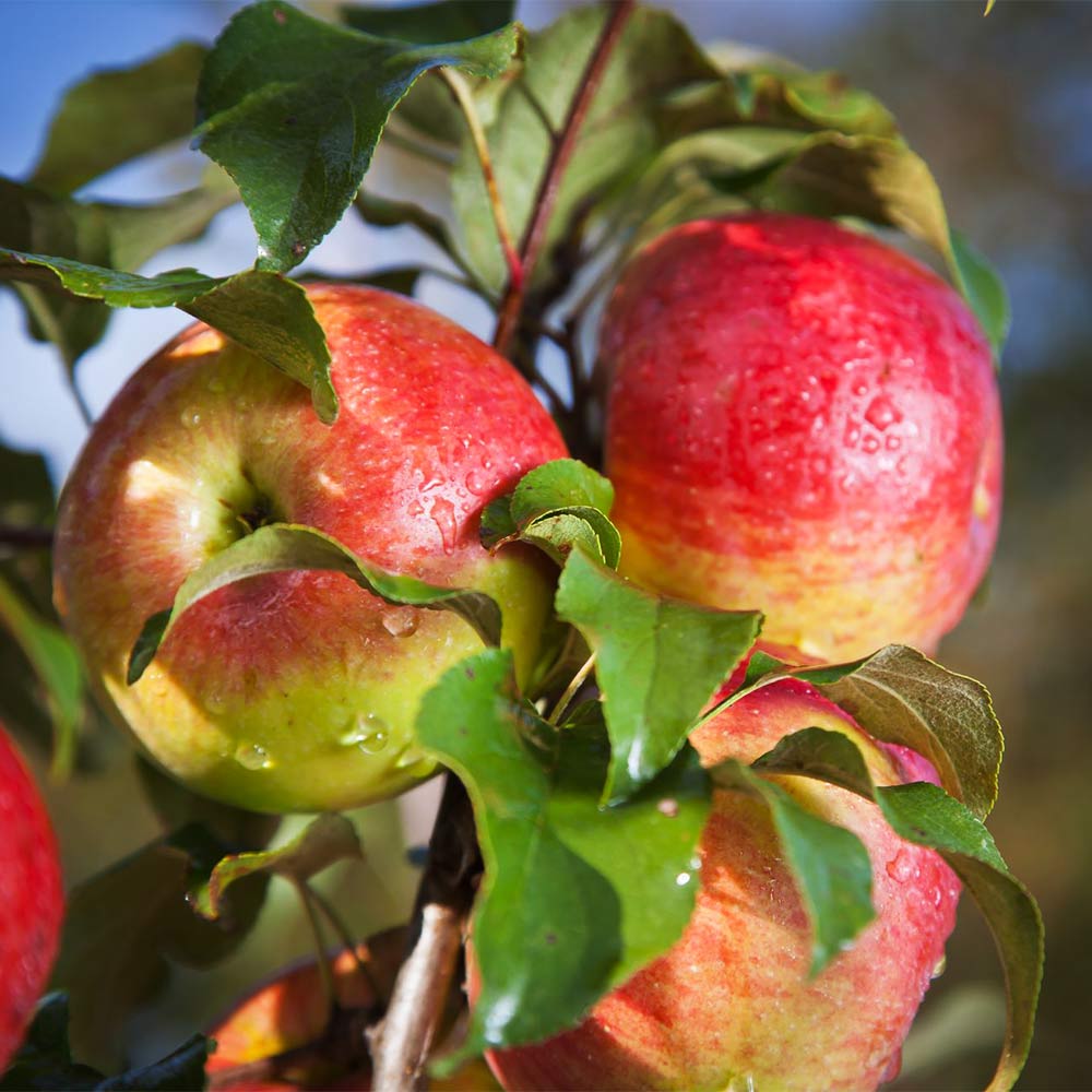 Apfel 'Rebella' ®