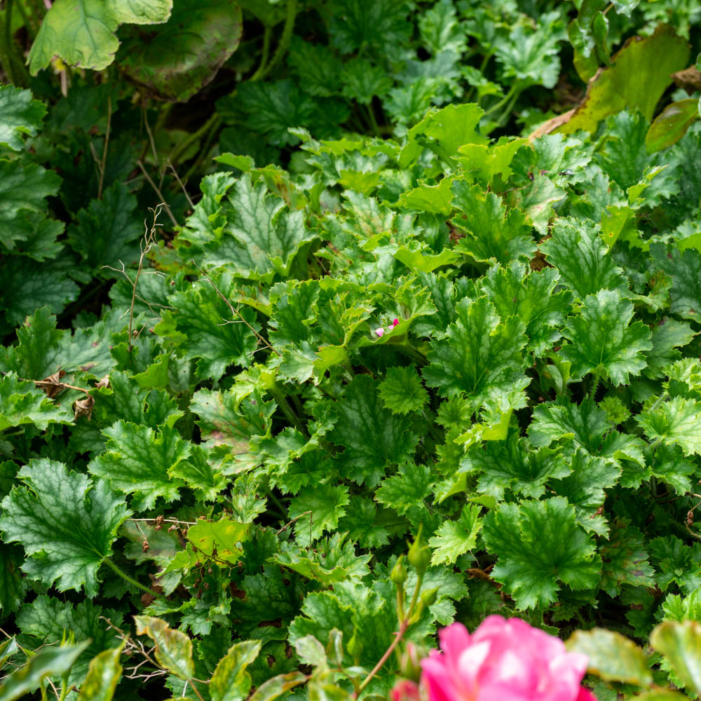 Purpurglöckchen Ruffles, Heuchera, Bienenweide