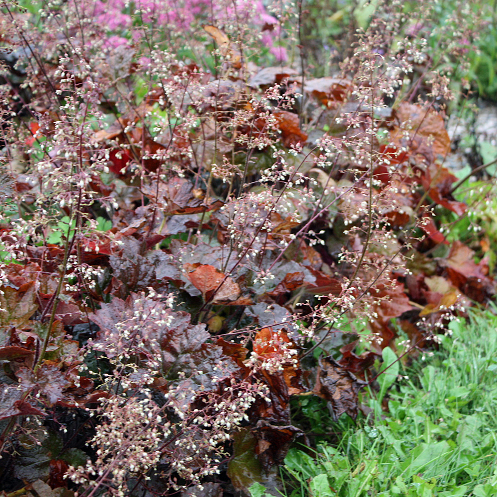 Purpurglöckchen Palace Purple, Heuchera, Blattschmuck