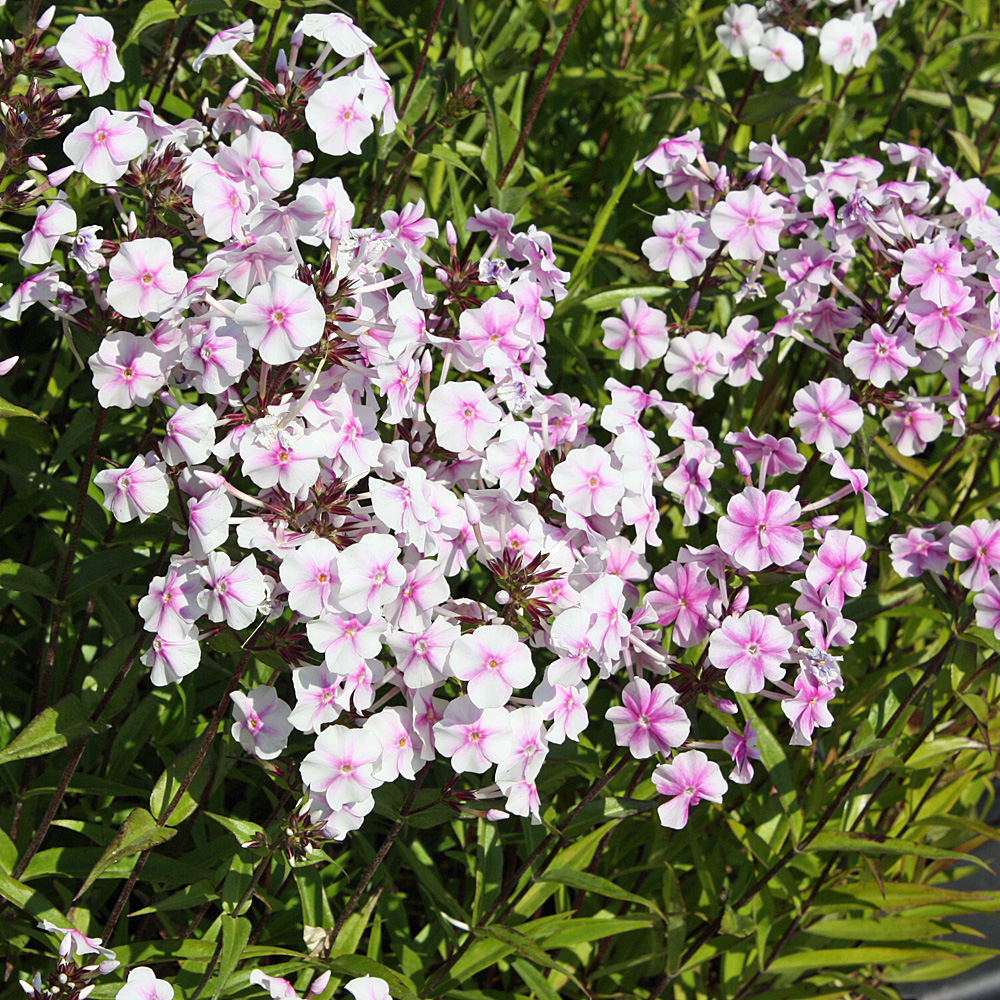 Wiesenphlox Delta, Phlox, Blütenstaude