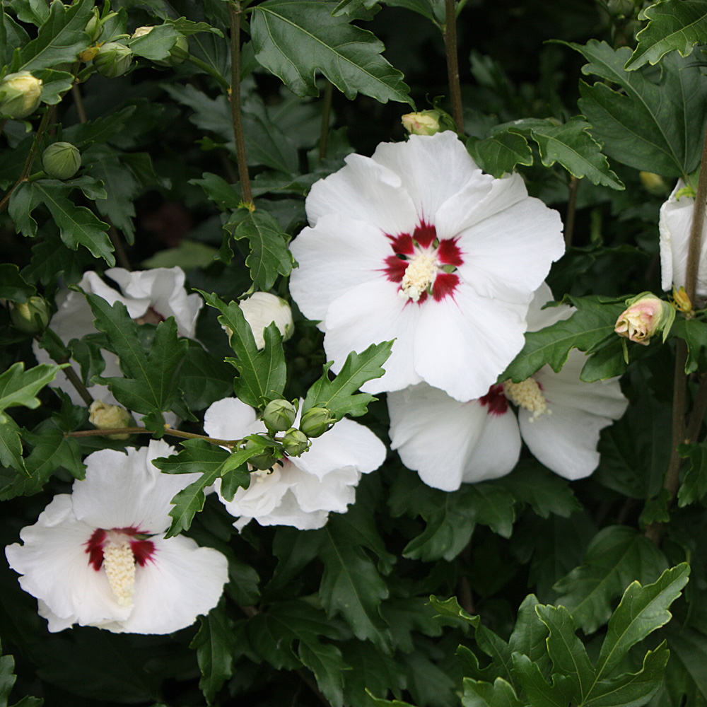 Hibiskus Red Heart, Garteneibisch, Blütenstrauch