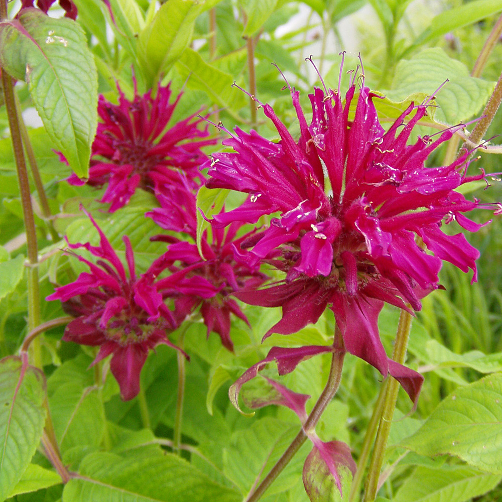 Indianernessel 'Pink Lace' ®