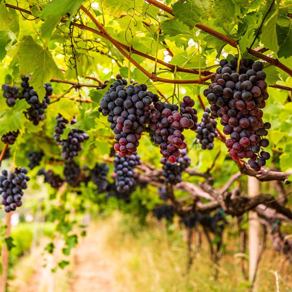 Weinrebe 'Festivee'