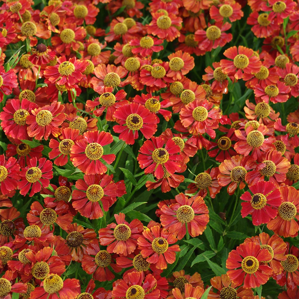 Sonnenbraut 'Rubinzwerg'