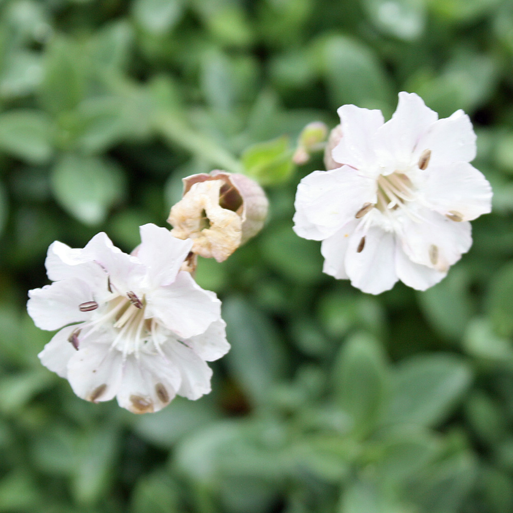 Leimkraut Weißkehlchen, Silene, Bodendecker