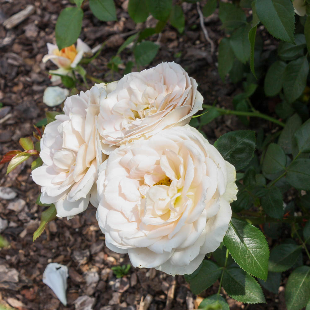 Beetrose 'Lions Rose'®