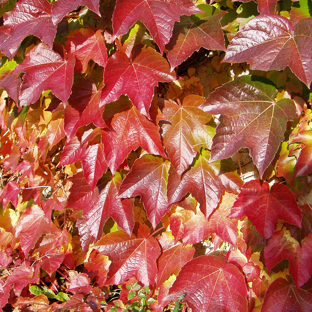 Wilder Wein 'Veitchii'
