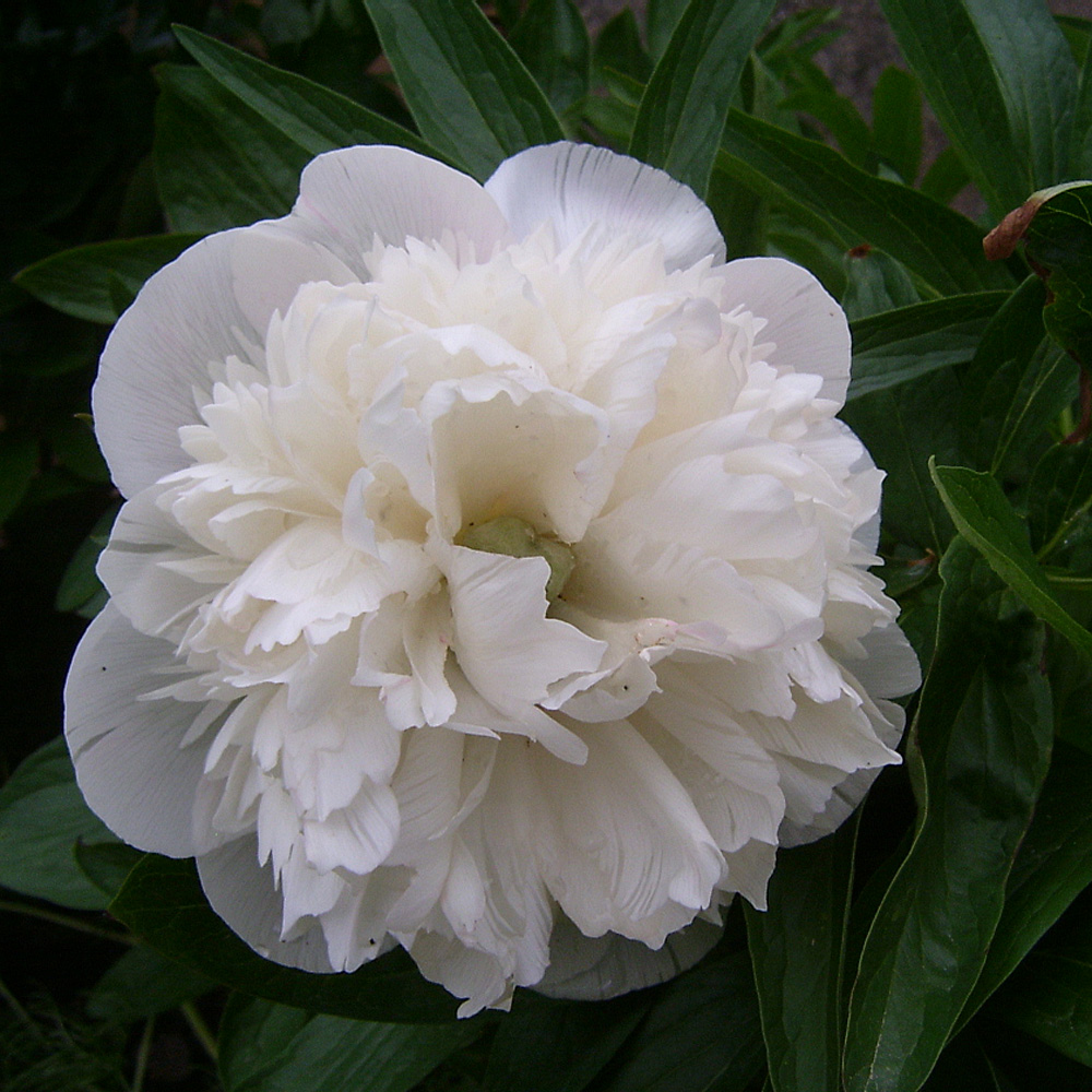 Bauernpfingstrose, Pfingstrose Alba Plena, Frühling