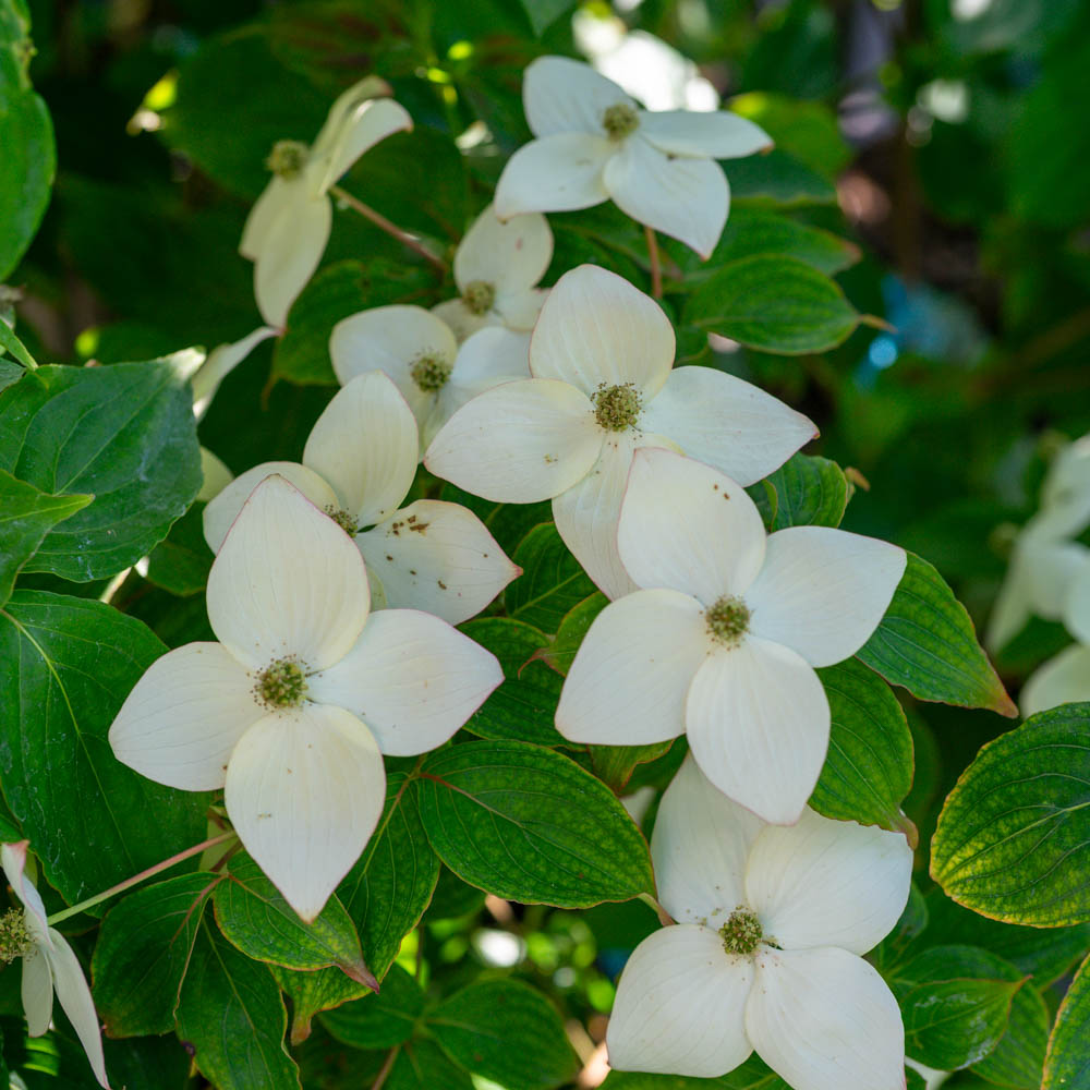Japanischer Blumenhartriegel 'Cappuccino'