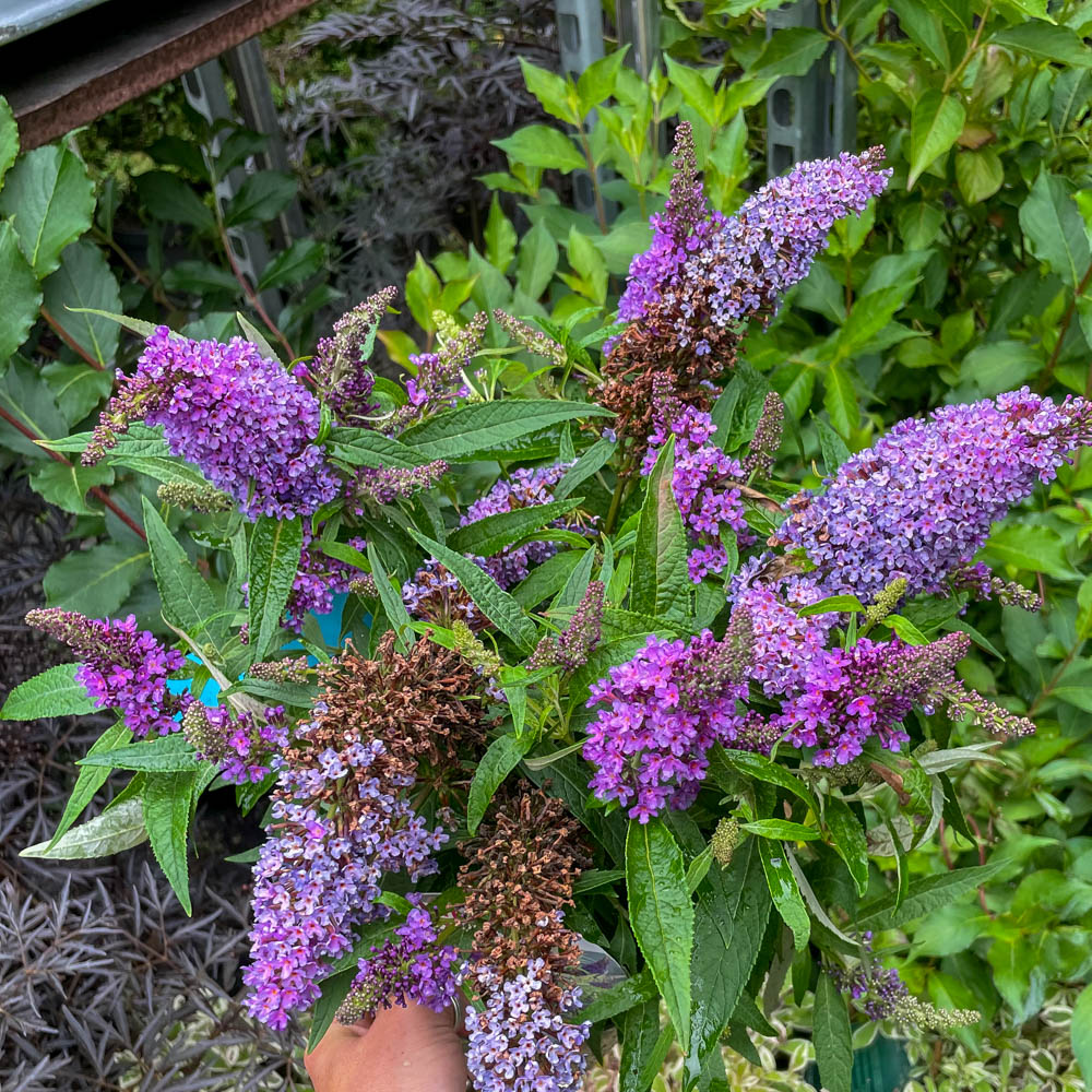 Zwerg Sommerflieder Butterfly Candy 'Little Purple'