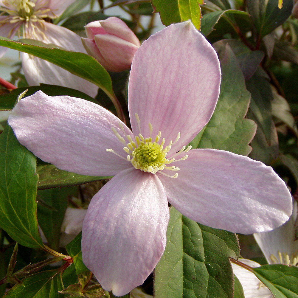 Clematis montana 'Rubens'