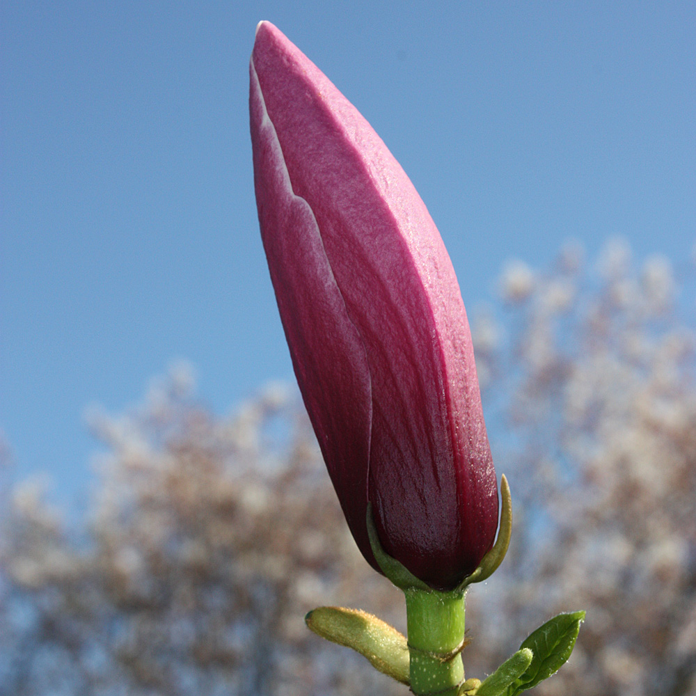 Chinesische Magnolie 'Oriental Night'