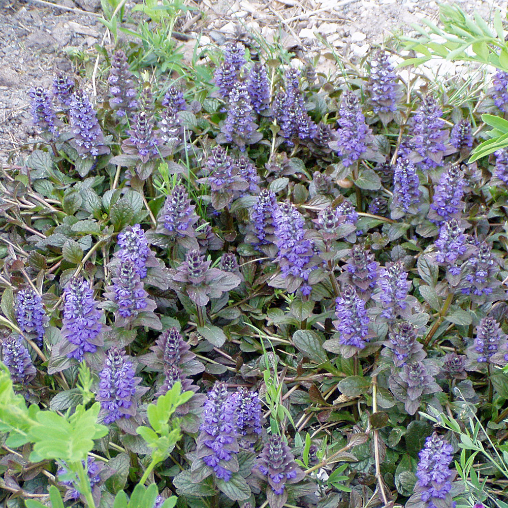 Garten Günsel 'Atropurpurea'