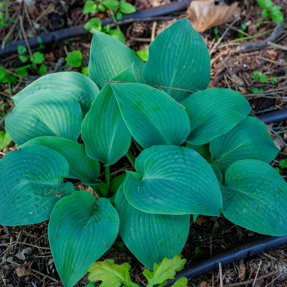 Funkie Krossa Regal, Hosta, Unterbepflanzung
