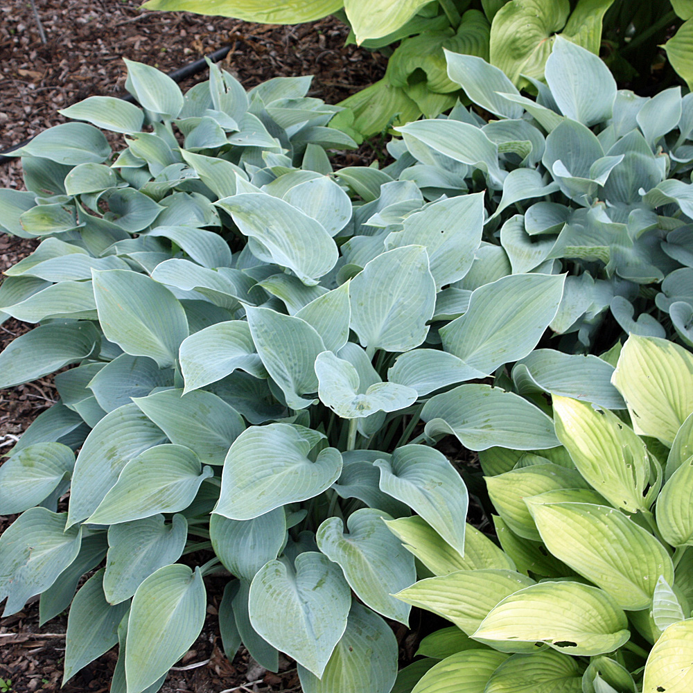 Funkie Halcyon, Hosta, Schattenpflanze,