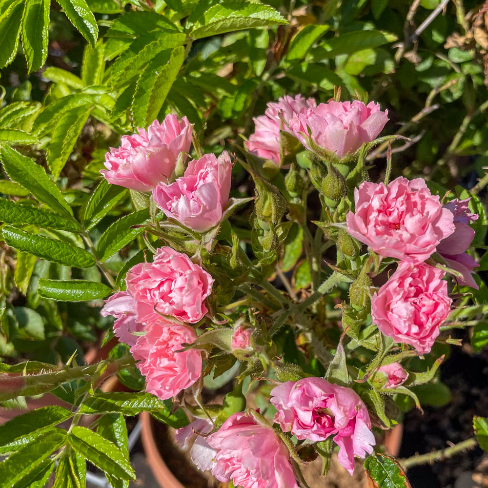 Strauchrose 'Pink Grootendorst'
