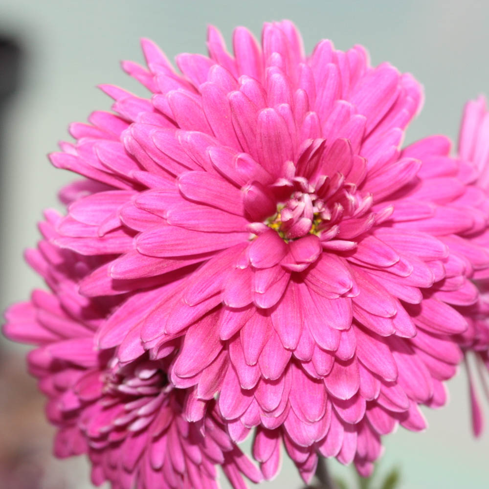 Winteraster 'Anastasia'